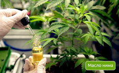 maslo-nima__hi2UoK8cJ7401ANS.jpg maslo-nima__hi2UoK8cJ7401ANS.jpg