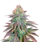 1766912568473.png 1766912568473.png