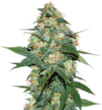 1766912581693.png 1766912581693.png