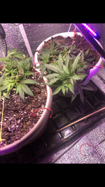 IMG_2660.png IMG_2660.png