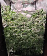 Day 68 (9.01) (2).jpg