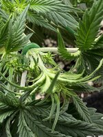 IMG_2070.jpeg IMG_2070.jpeg