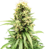 1768242572853.png 1768242572853.png