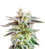 1768242576915.png 1768242576915.png