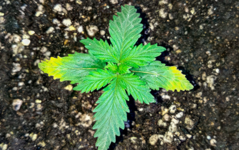 1768242599016.png 1768242599016.png