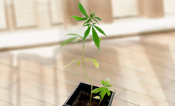 1768242606796.png 1768242606796.png