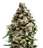 1768385960856.png 1768385960856.png