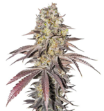 1768553307716.png 1768553307716.png