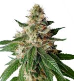 1768553332443.png 1768553332443.png