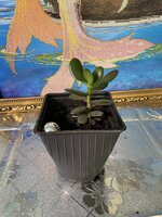 IMG_2504.jpeg IMG_2504.jpeg