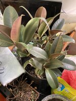 IMG_2505.jpeg IMG_2505.jpeg