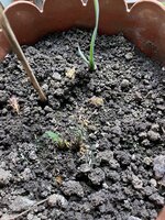 IMG_2509.jpeg IMG_2509.jpeg