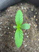 Первый раз в первый напас