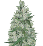 1768842310826.png 1768842310826.png