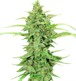 1768998040292.png 1768998040292.png