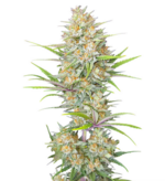 1769076938755.png 1769076938755.png