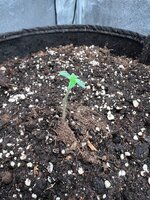 Special Tangie и Auto AK