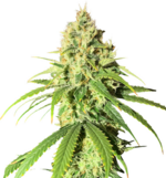 1769089620645.png 1769089620645.png