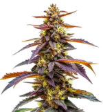 1769089625769.png 1769089625769.png