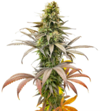 1769089636743.png 1769089636743.png