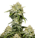 1769089640701.png 1769089640701.png