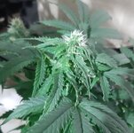 20260123_070736.jpg 20260123_070736.jpg