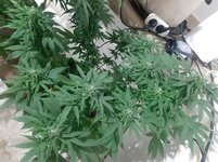 20260124_071005.jpg 20260124_071005.jpg