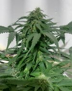 20250513_184149.jpg 20250513_184149.jpg