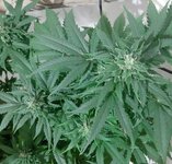 20260124_071251.jpg 20260124_071251.jpg