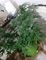 20260124_072446.jpg 20260124_072446.jpg