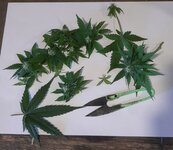 20250517_190635.jpg 20250517_190635.jpg