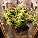 З∆будк∆-Quееn