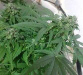 20260125_064603.jpg 20260125_064603.jpg