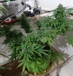 20260125_070812.jpg 20260125_070812.jpg