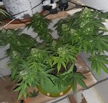 20260125_070756.jpg 20260125_070756.jpg