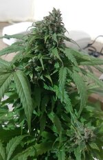 20260125_094744.jpg 20260125_094744.jpg