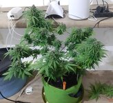 20260125_095250.jpg 20260125_095250.jpg