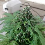 20260125_095236.jpg 20260125_095236.jpg