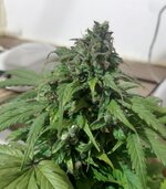 20260125_101347.jpg 20260125_101347.jpg