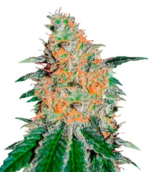 1769349711214.png 1769349711214.png