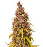 1769365156734.png 1769365156734.png