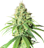 1769365163174.png 1769365163174.png