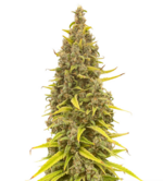 1769365166096.png 1769365166096.png