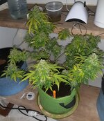 20260126_070529.jpg 20260126_070529.jpg