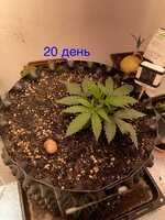 Синий папа вернулся с корпаратива 5.0