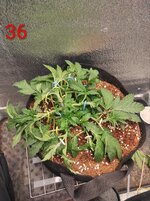 Сибирский гров. Первый фотик на кокосе.