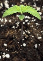 Растим, пока не отчислят 2