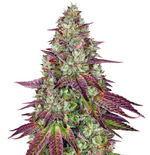 1769595820608.png 1769595820608.png