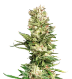 1769686319346.png 1769686319346.png