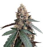 1769686332512.png 1769686332512.png